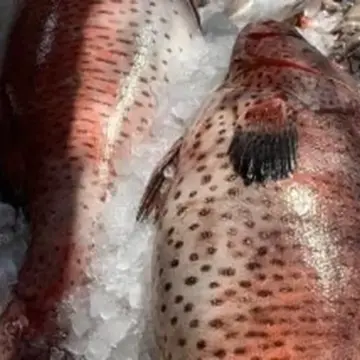 البلطي بـ55 جنيها.. أسعار الأسماك في كفر الشيخ اليوم الأحد 19 إبريل 2026